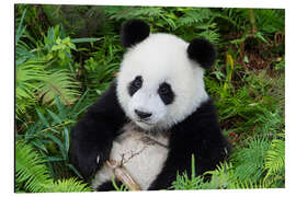 Magnettafel Großer Panda