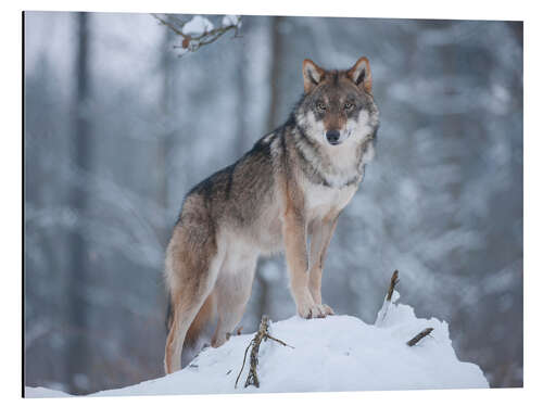 Tableau en aluminium Loup gris dans la neige