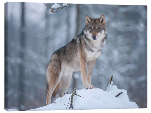 Canvas print Gray wolf in the snow