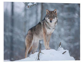 Foam board print Gray wolf in the snow