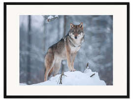 Gerahmter Kunstdruck Grauer Wolf im Schnee