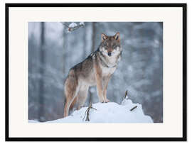 Innrammet kunsttrykk Gray wolf in the snow