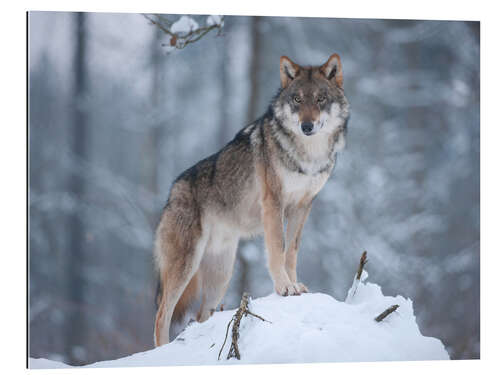 Gallery print Gray wolf in the snow