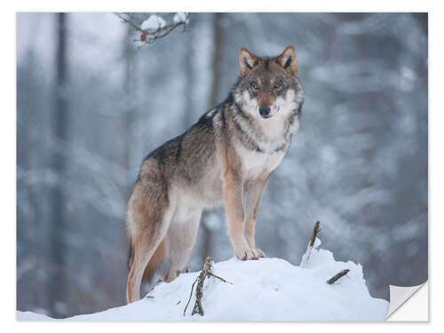 Wandsticker Grauer Wolf im Schnee