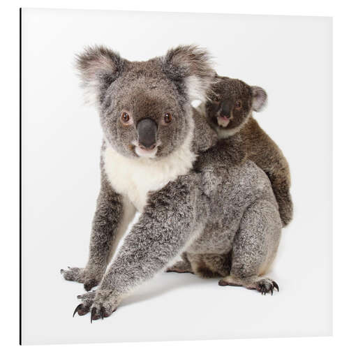 Cuadro de aluminio Koala mother with baby