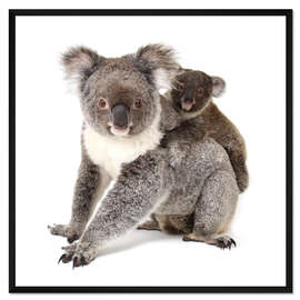 Gerahmter Kunstdruck Koala Mutter mit Baby