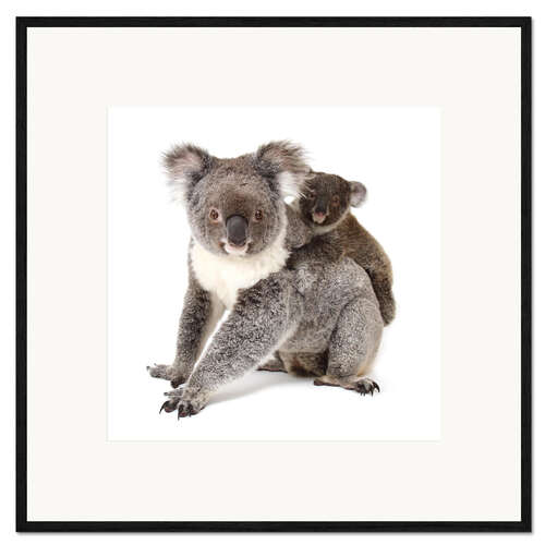 Gerahmter Kunstdruck Koala Mutter mit Baby