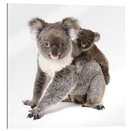 Quadro em plexi-alumínio Koala mother with baby