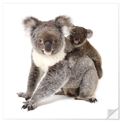 Wandsticker Koala Mutter mit Baby