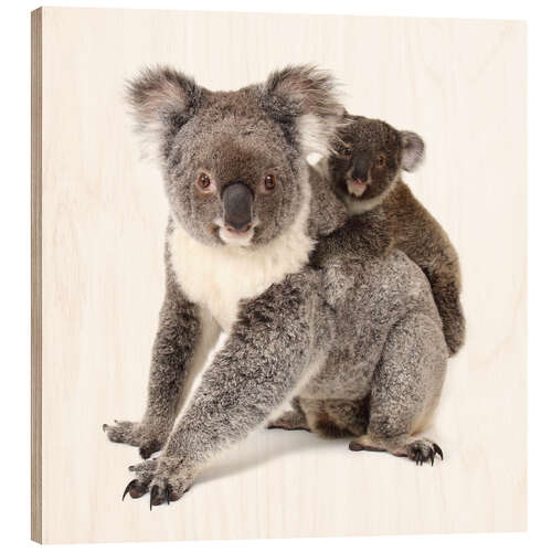 Puutaulu Koala mother with baby