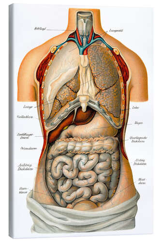 Canvastavla Thoracic and abdominal organs