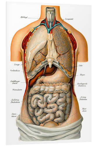 Foam board print Thoracic and abdominal organs