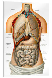 Galleriprint Thoracic and abdominal organs