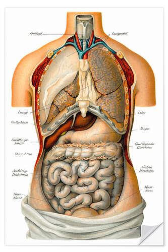 Selvklæbende plakat Thoracic and abdominal organs