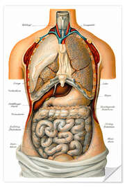 Wall sticker Thoracic and abdominal organs