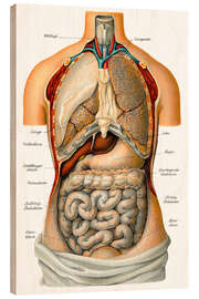 Holzbild Thorax- und Bauchorgane