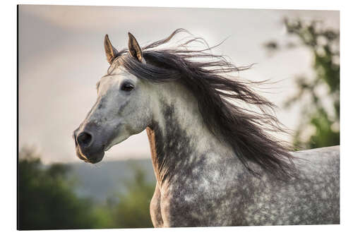 Aluminium print Andalusian, gray horse with a fluttering mane