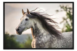 Gerahmter Kunstdruck Andalusier, Schimmel mit wehender Mähne - Stephanie Hafner