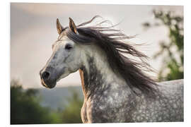 Foam board print Andalusian, gray horse with a fluttering mane