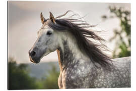 Gallery print Andalusian, gray horse with a fluttering mane