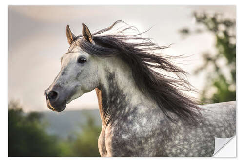 Sisustustarra Andalusian, gray horse with a fluttering mane