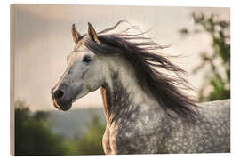 Wood print  Andalusian, gray horse with a fluttering mane - Stephanie Hafner
