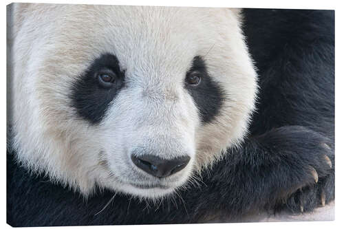 Canvas print Big panda, Close-Up