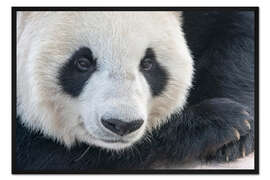 Gerahmter Kunstdruck Großer Panda, Nahaufnahme