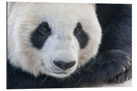 Magnettafel Großer Panda, Nahaufnahme