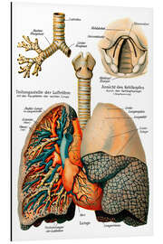 Aluminiumsbilde Respiratory system