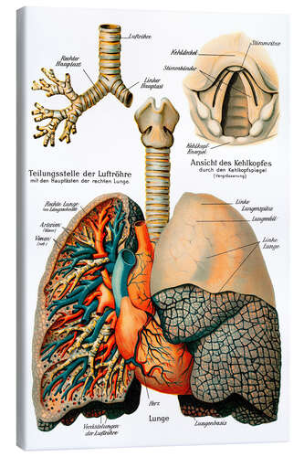 Canvas print Respiratory system