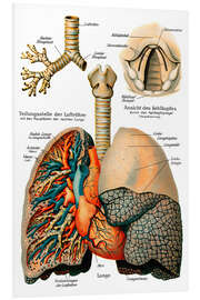 Foam board print Respiratory system