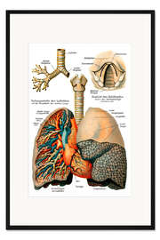 Gerahmter Kunstdruck Atmungssystem