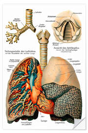 Wall sticker Respiratory system