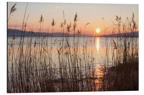 Aluminiumtavla Ice-covered bank with reeds at sunset