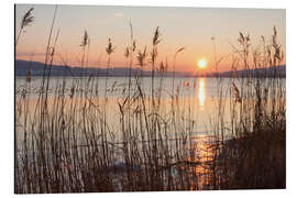 Aluminium print Ice-covered bank with reeds at sunset