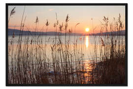 Gerahmter Kunstdruck Eisbedecktes Ufer mit Schilf bei Sonnenuntergang