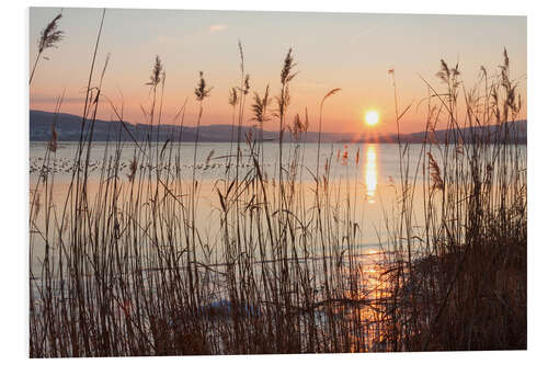 PVC-taulu Ice-covered bank with reeds at sunset