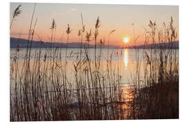 Foam board print Ice-covered bank with reeds at sunset