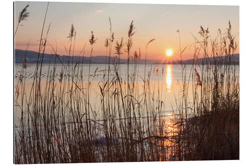 Gallery print Ice-covered bank with reeds at sunset