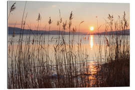 Gallery print Ice-covered bank with reeds at sunset