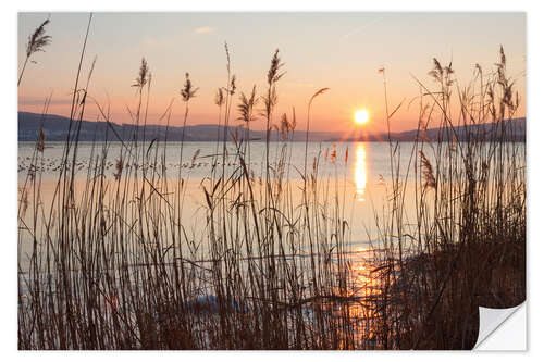 Naklejka na ścianę Ice-covered bank with reeds at sunset