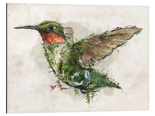 Aluminiumsbilde Hummingbird