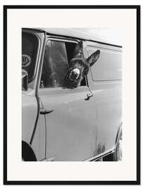 Gerahmter Kunstdruck Esel schaut aus dem Autofenster