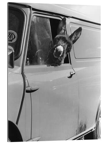 Galleriprint Donkey looks out the car window