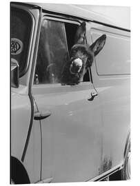 Magnettafel Esel schaut aus dem Autofenster