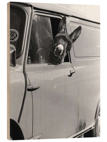 Hout print Donkey looks out the car window