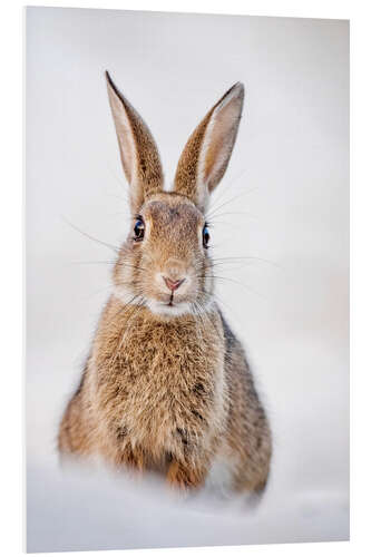 Foam board print Rabbits on Baltic dunes