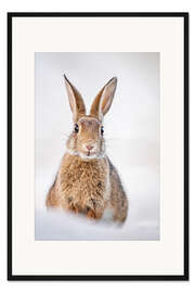 Gerahmter Kunstdruck Kaninchen auf Ostsee-Dünen