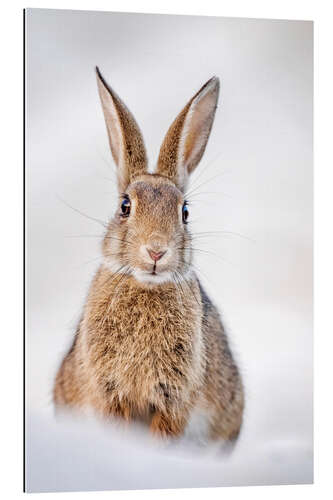 Galleritryk Rabbits on Baltic dunes